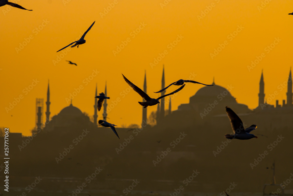 seagulls and istanbul at sunset