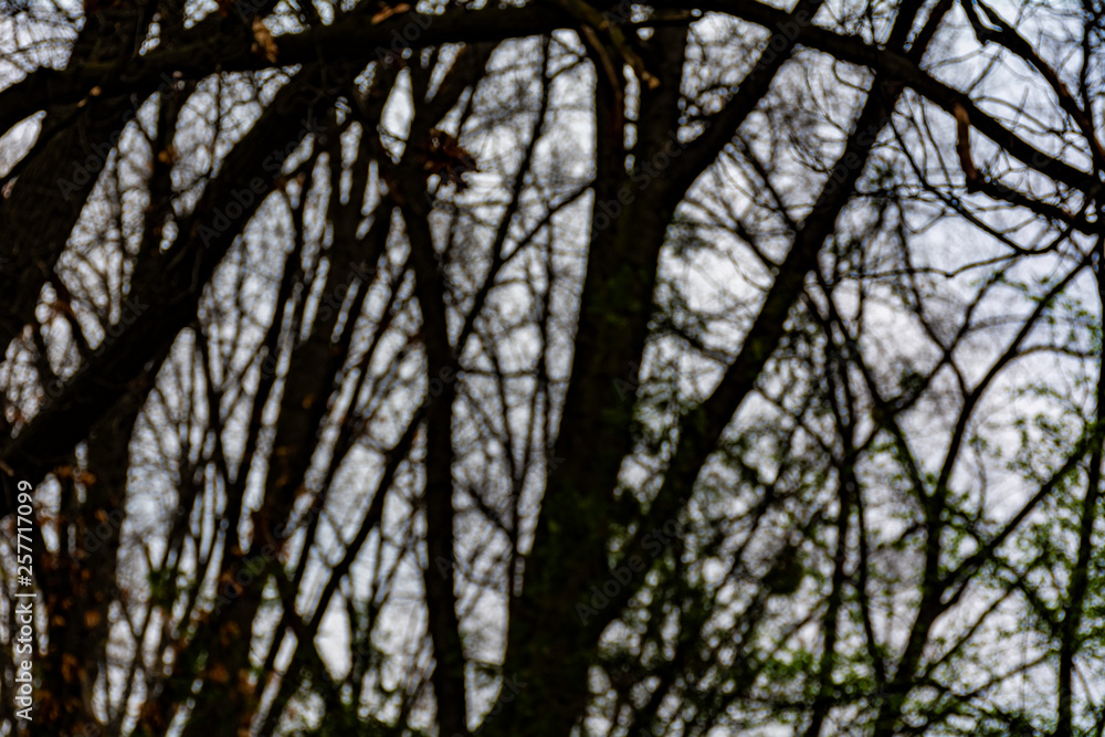 Obraz premium Blurred tree branches