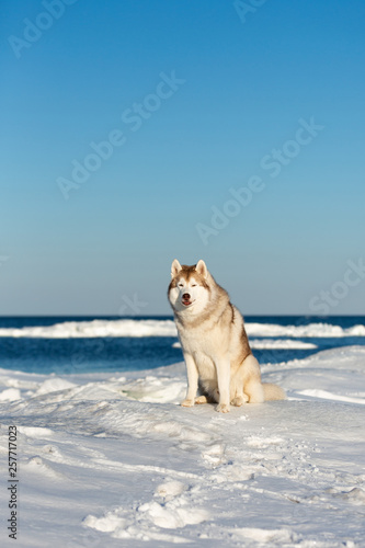 Beautiful Siberian husky dog sitting on ice floe on the frozen Okhotsk sea background