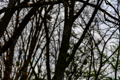 Blurred tree branches © Moon Safari