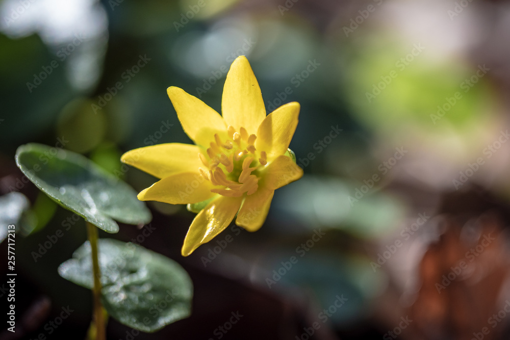 Fototapeta premium yellow flower in the garden