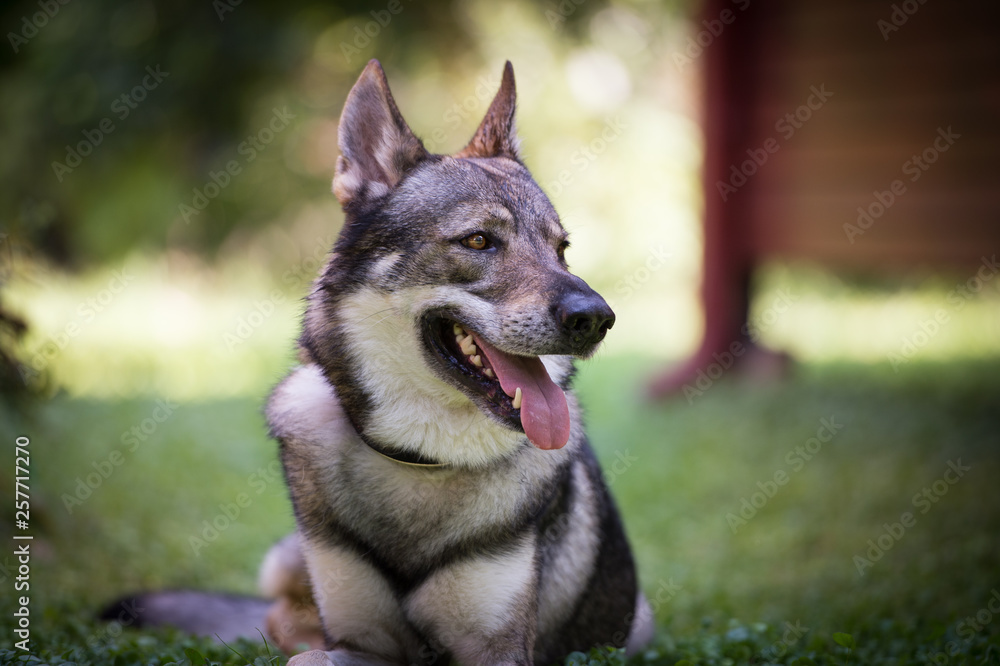 Wolfdog Portraits Wolfdog Portraits