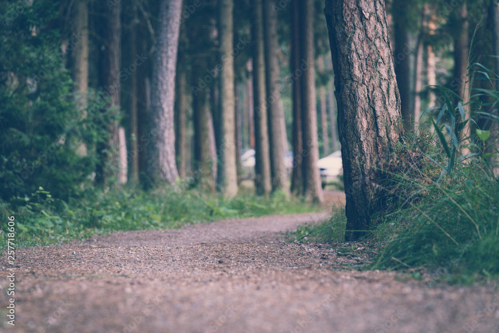 Fototapeta premium Tourist Hike trail in the Magical Moody Woods - Partly Blurred Photo, Concept of Travel and Tourism