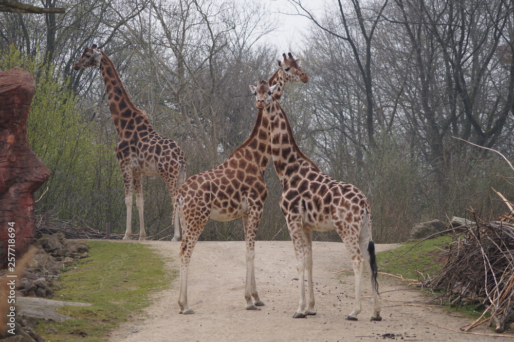 Obraz premium Giraffe