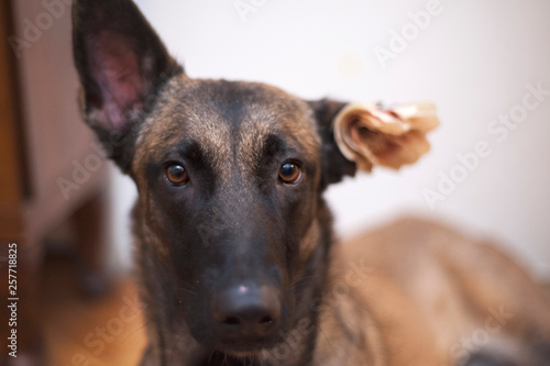 Malinois dog reading a book on world book day photo