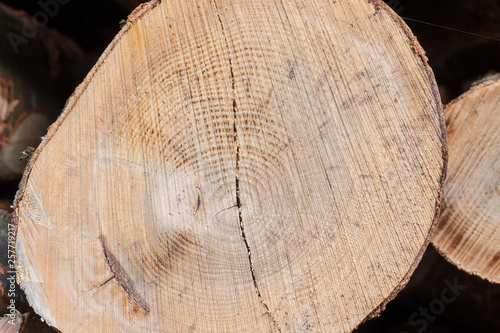 Holz - Querschnitt vom Baumstamm