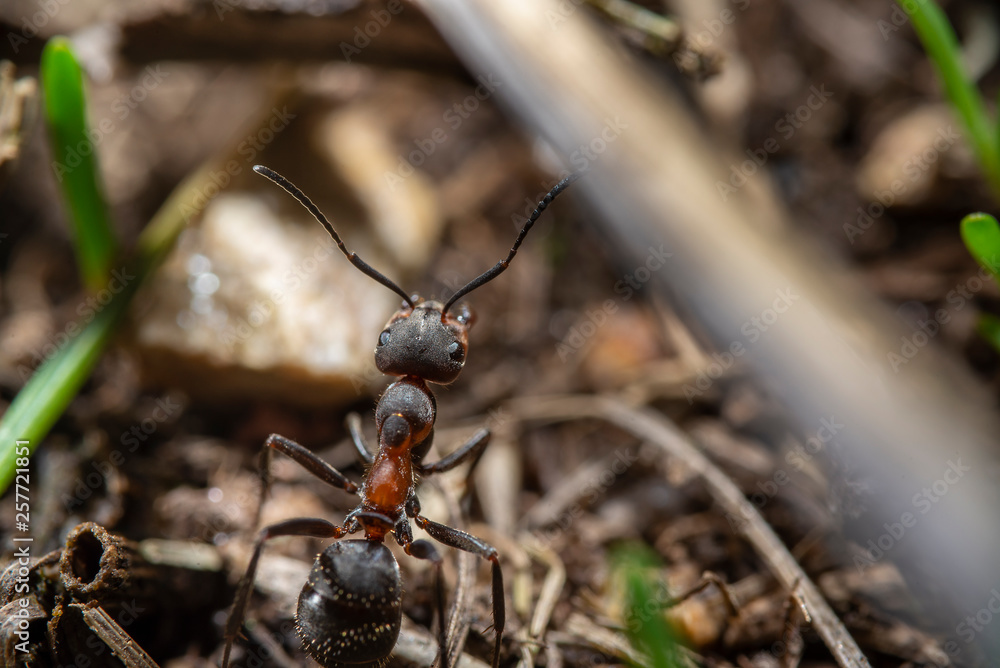 Ant Close up 