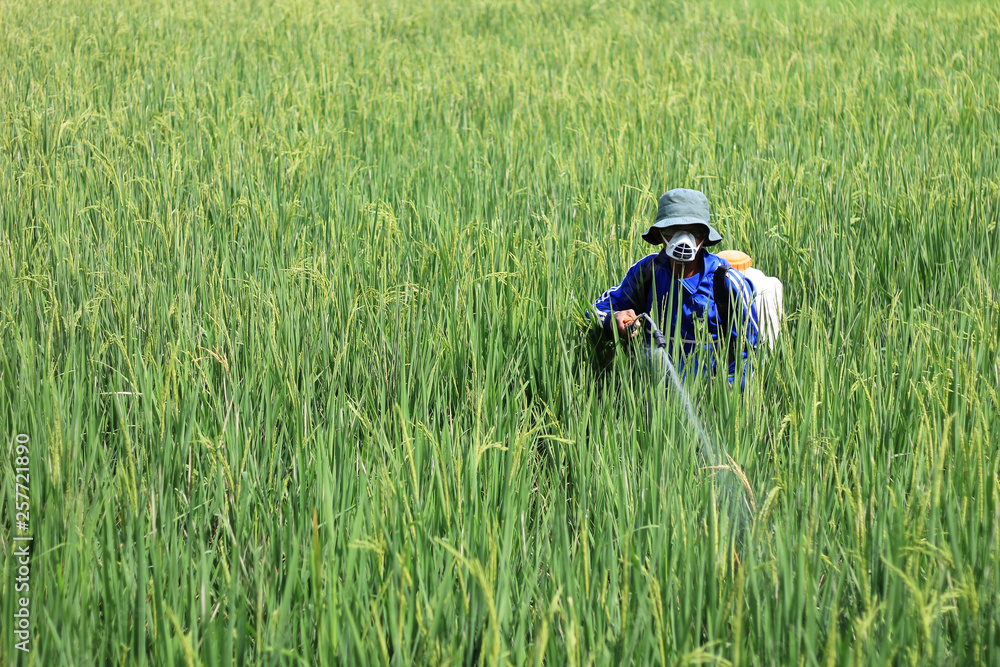 rice farmers, the concept of farmers spraying fertilizer rice farmers, the concept of farmers spraying fertilizer