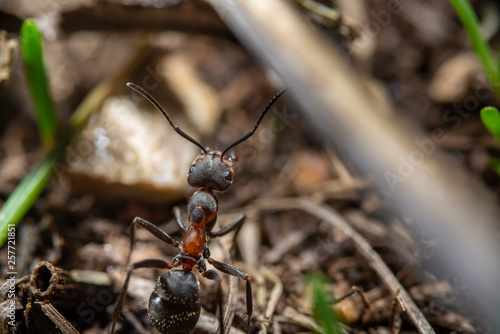 Ant Close up  © lupiklv