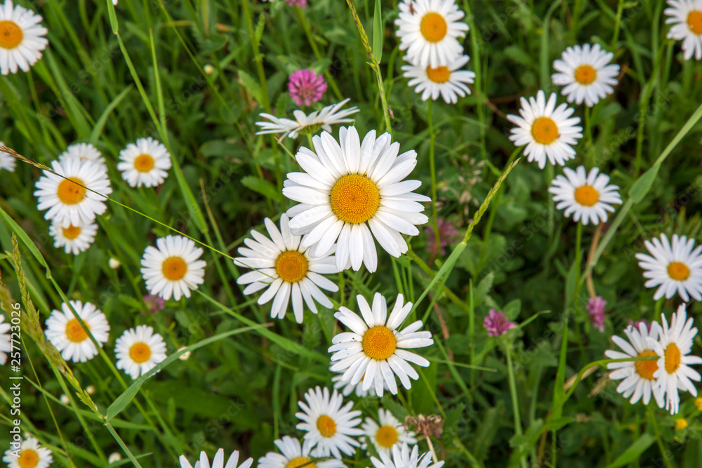 Fototapeta premium Alm - Wiese - Blumen - Margeriten - Allgäu