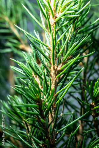 Norway spruce leaves macro shot.
