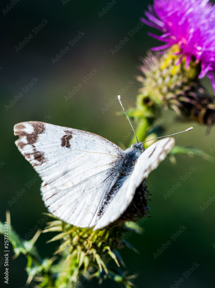 Butterfly and autumn flower of the field. Sunny card Butterfly and autumn flower of the field. Sunny card