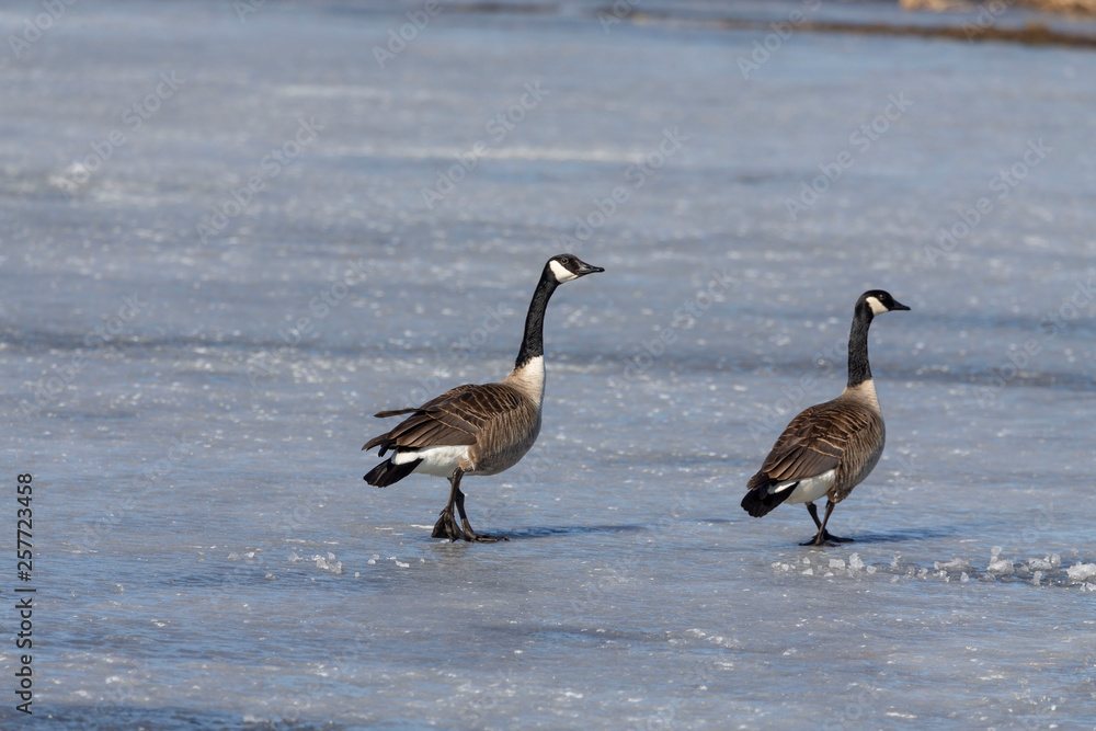Canada geese (Branta canadensis) walking on a frozen lake near their nesting area Canada geese (Branta canadensis) walking on a frozen lake near their nesting area