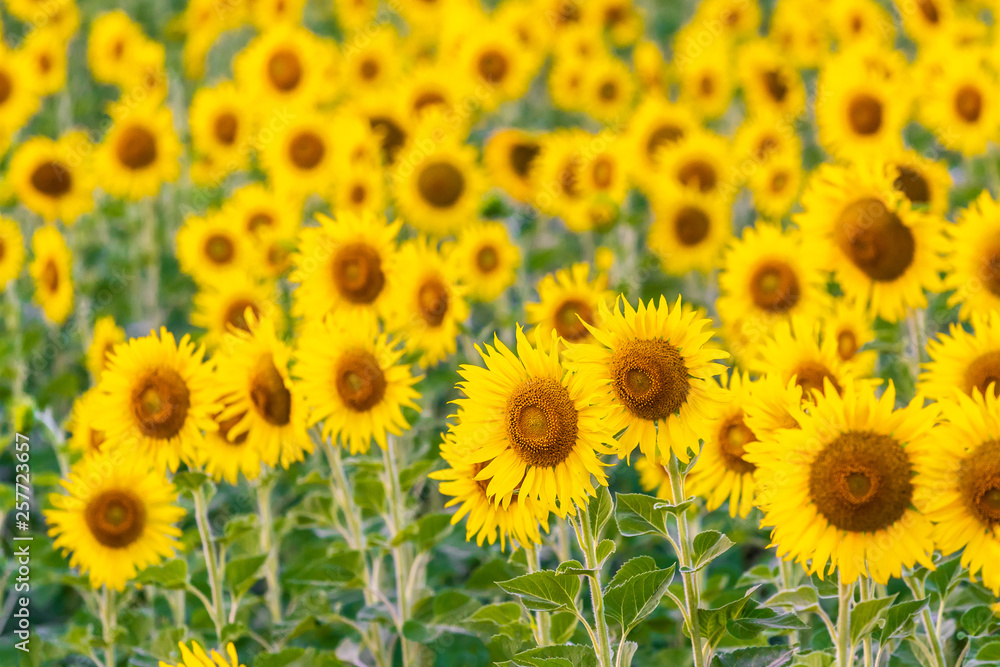 landscape nature with a sunflowers field in Thailand , sunflower blooming landscape nature with a sunflowers field in Thailand , sunflower blooming