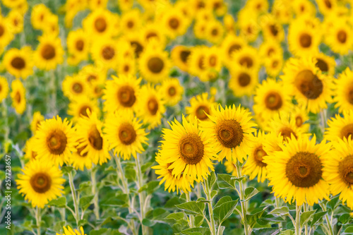  landscape nature with a sunflowers field in Thailand    sunflower blooming