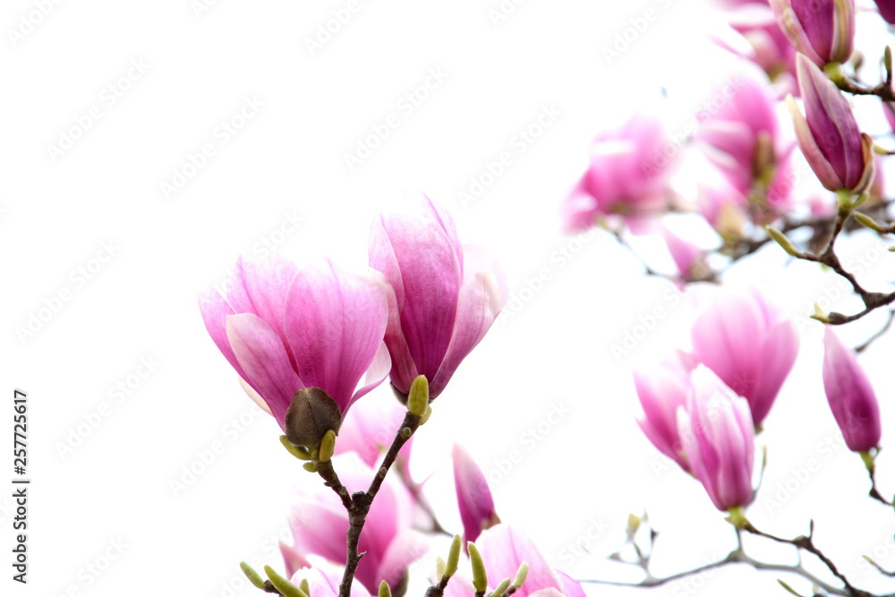 Magnolie vor weißen Hintergrund Magnolie vor weißen Hintergrund