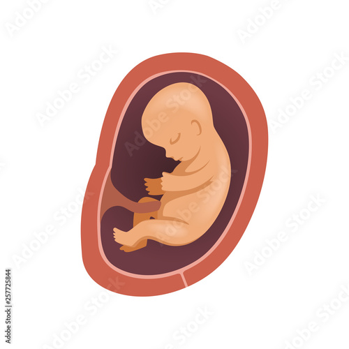 Human fetus inside the womb, 6 month, stage of embryo development vector Illustration on a white background