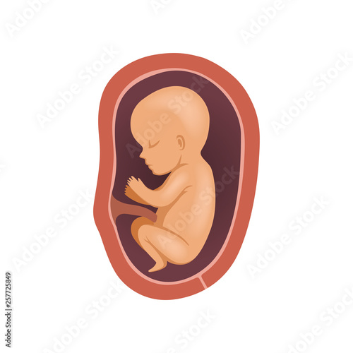 Human fetus inside the womb, 7 month, stage of embryo development vector Illustration on a white background
