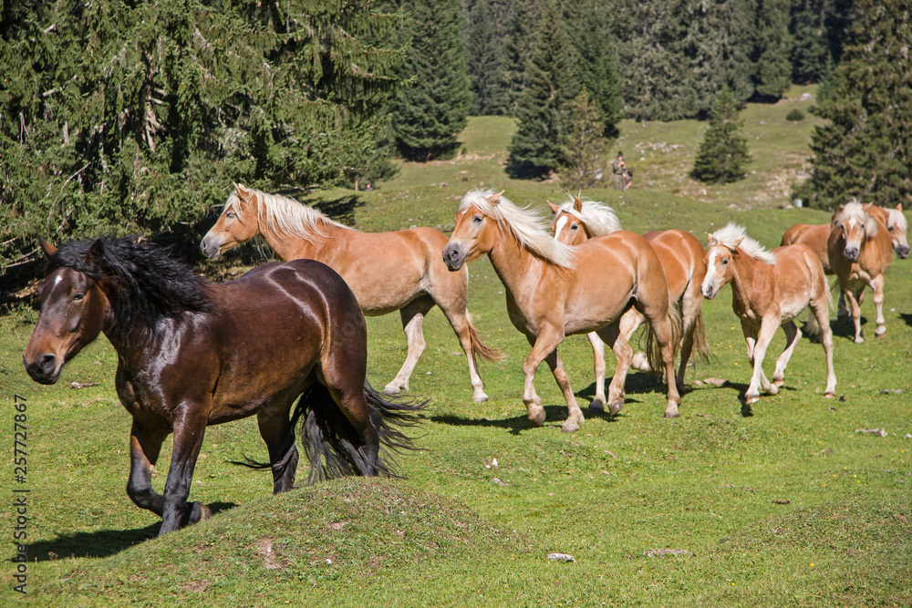 Fototapeta premium Haflingerpferde auf einer Almwiese
