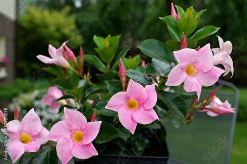 Mandevilla sanderi