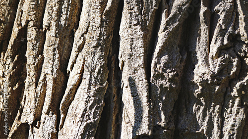 Corteza de árbol para fondos y textures photo