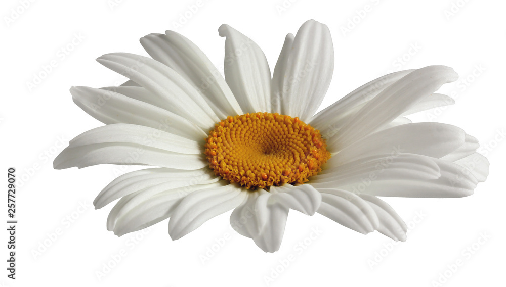 Daisy flower isolated on white background.