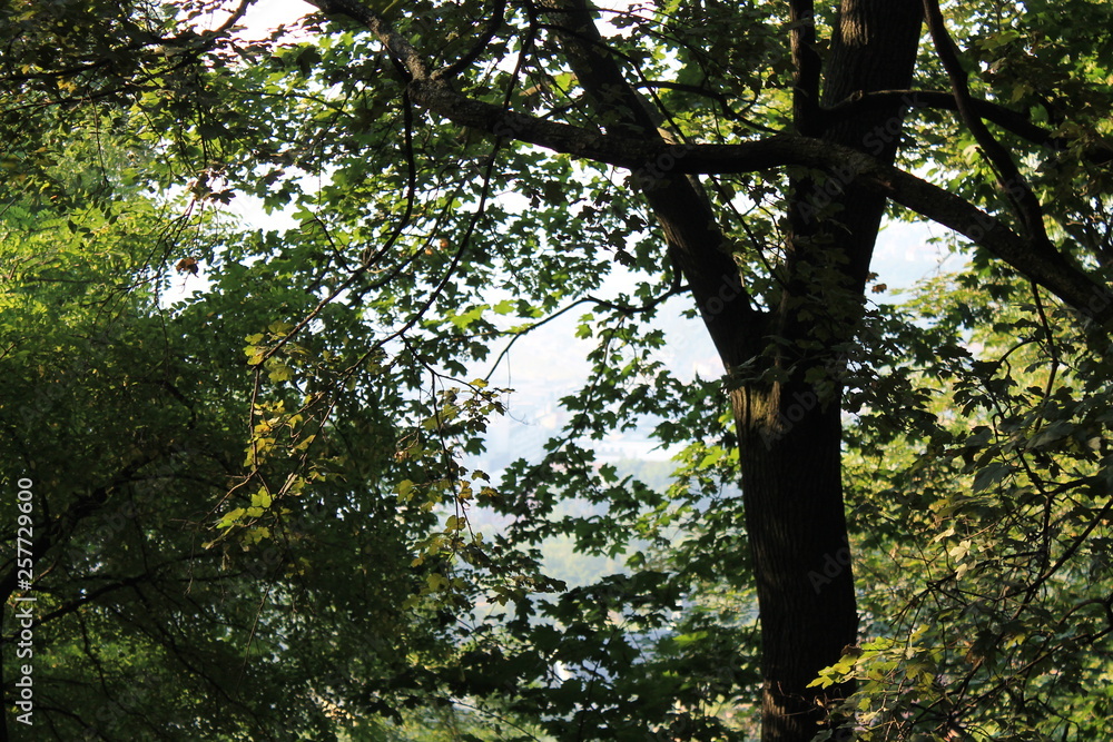 Obraz premium Trunk and green foliage of trees closeup