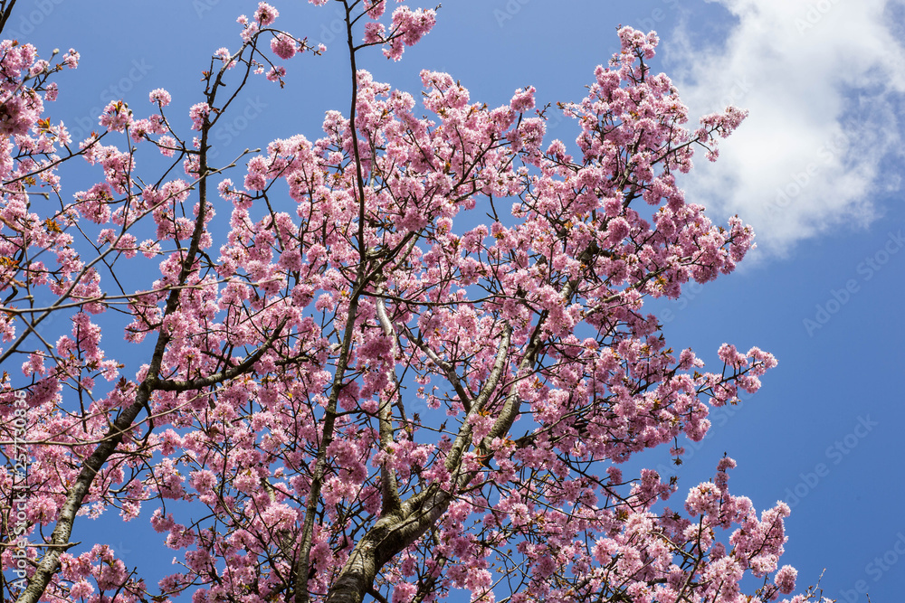 Blooming cherry tree with pink Blooming , Japanse cherry in blue sky background