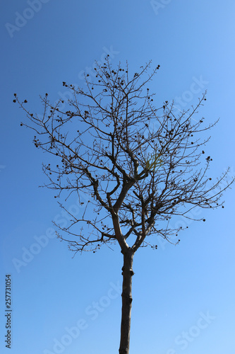 Blue sky and dry tree branches