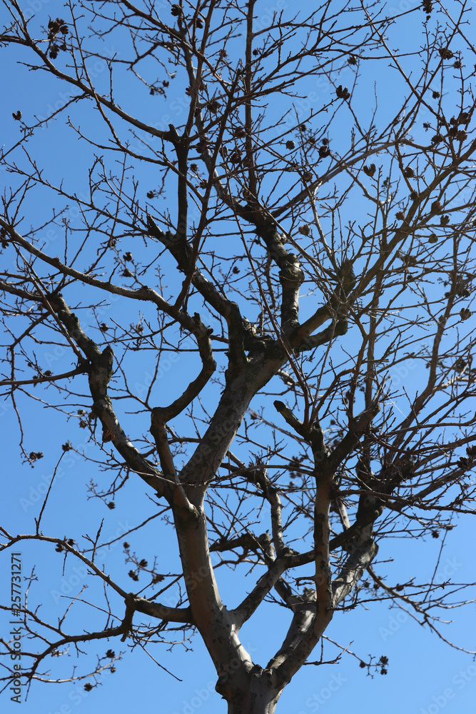 Blue sky and dry tree branches Blue sky and dry tree branches