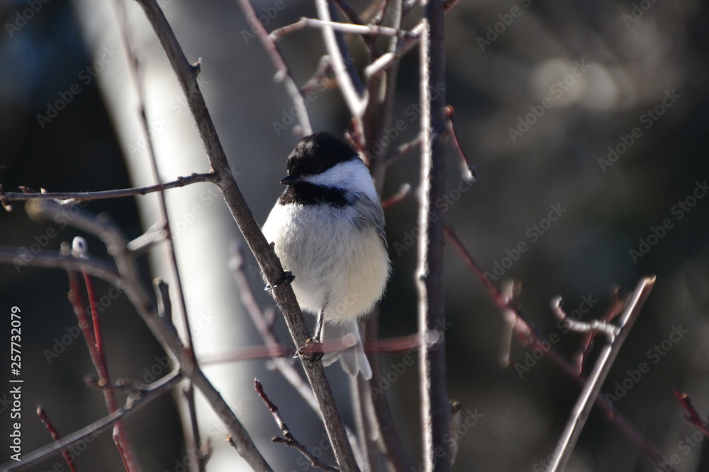 Obraz premium Black-capped Chickadee on a Branch
