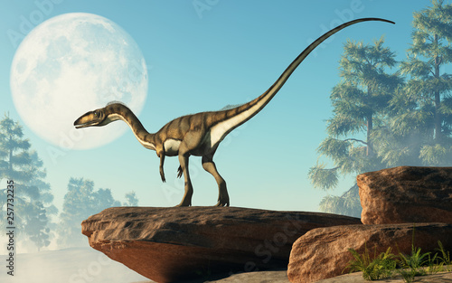 Coelophysis, one of the earliest dinosaurs, was a carnivorous theropod.  Here it stands on a rock looking at a full moon that is out in the sky on a cretaceous era afternoon. 3D Rendering.  © Daniel Eskridge