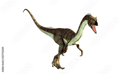 coelophysis, one of the earliest dinosaurs, was a carnivorous theropod.  Here is one turned towards the viewer on a white background.  This one is brown with black stripes. 3D Rendering.  © Daniel Eskridge