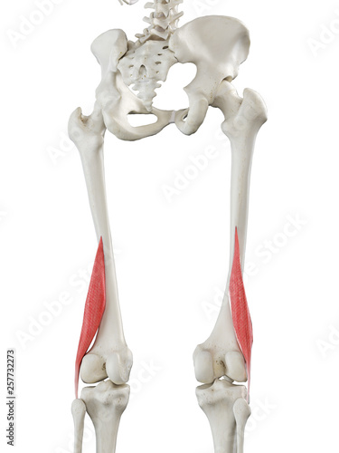 3d rendered medically accurate illustration of a womans Short Biceps femoris