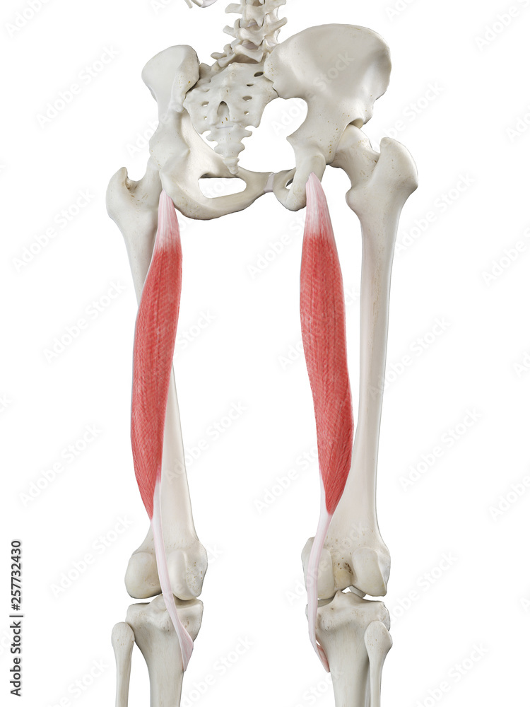 3d rendered medically accurate illustration of a womans Semitendinosus 3d rendered medically accurate illustration of a womans Semitendinosus