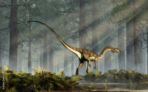 Coelophysis, one of the earliest dinosaurs, was a carnivorous theropod.  The creature walks into a forest of fir trees with a floor of ferns with rays of light shining down. 3D Rendering.  photo