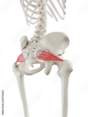 3d rendered medically accurate illustration of a womans Piriformis