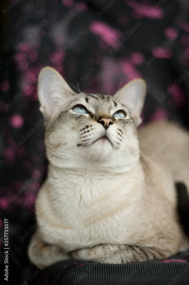 Tabby Siamese cat