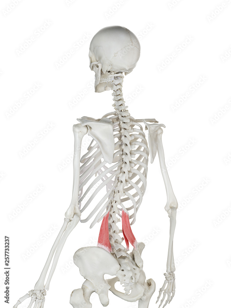 3d rendered medically accurate illustration of a womans Quadratus Lumborum