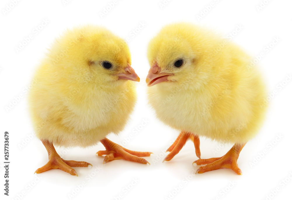 Two little chickens isolated.