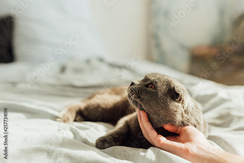 Quadro em tela cropped view of young woman stroking scottish fold cat at home with copy space