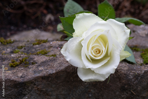 Weisse Rose als Zeichen des Abschieds und der Trauer