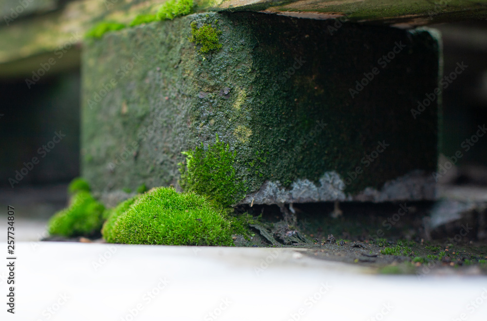 Growing moss Growing moss