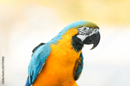 Blue-and-yellow macaw (Ara ararauna), parrot © Alinsa