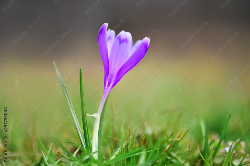 Fototapeta premium First spring violet flowers - Crocus heuffelianus in Carpathian mountains