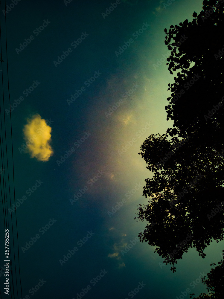 Fototapeta premium tree and moon