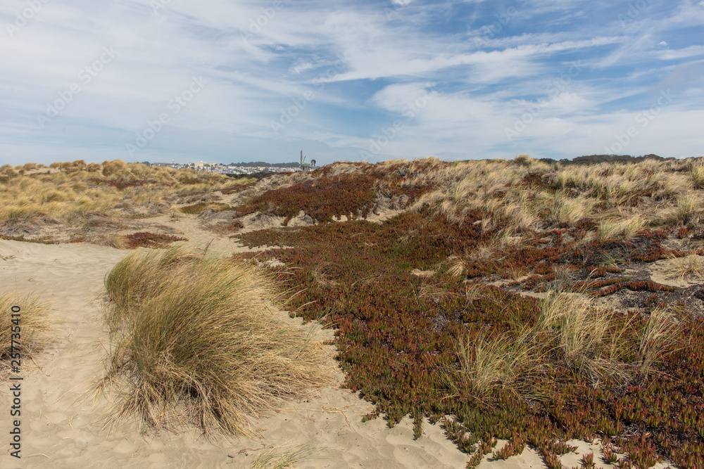 Naklejka premium Coast in san francisco