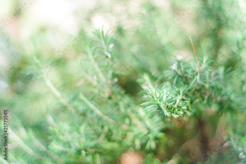 Background of fresh Rosemary Herb grow outdoor. rosemary selective focus blurred background
