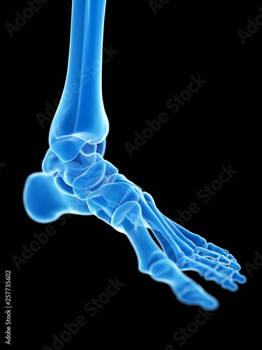 3d rendered medically accurate illustration of the ankle joint
