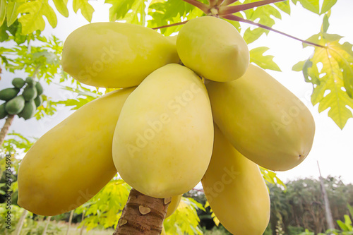 Foto Golden papaya